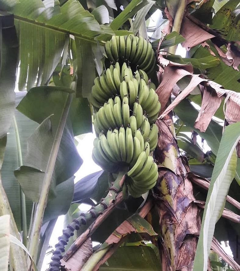 Bananas
