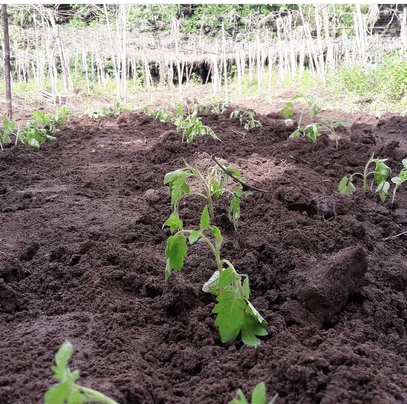 Tomates